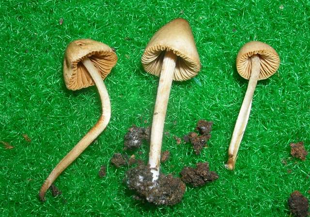 Una Conocybe al Giardino botanico